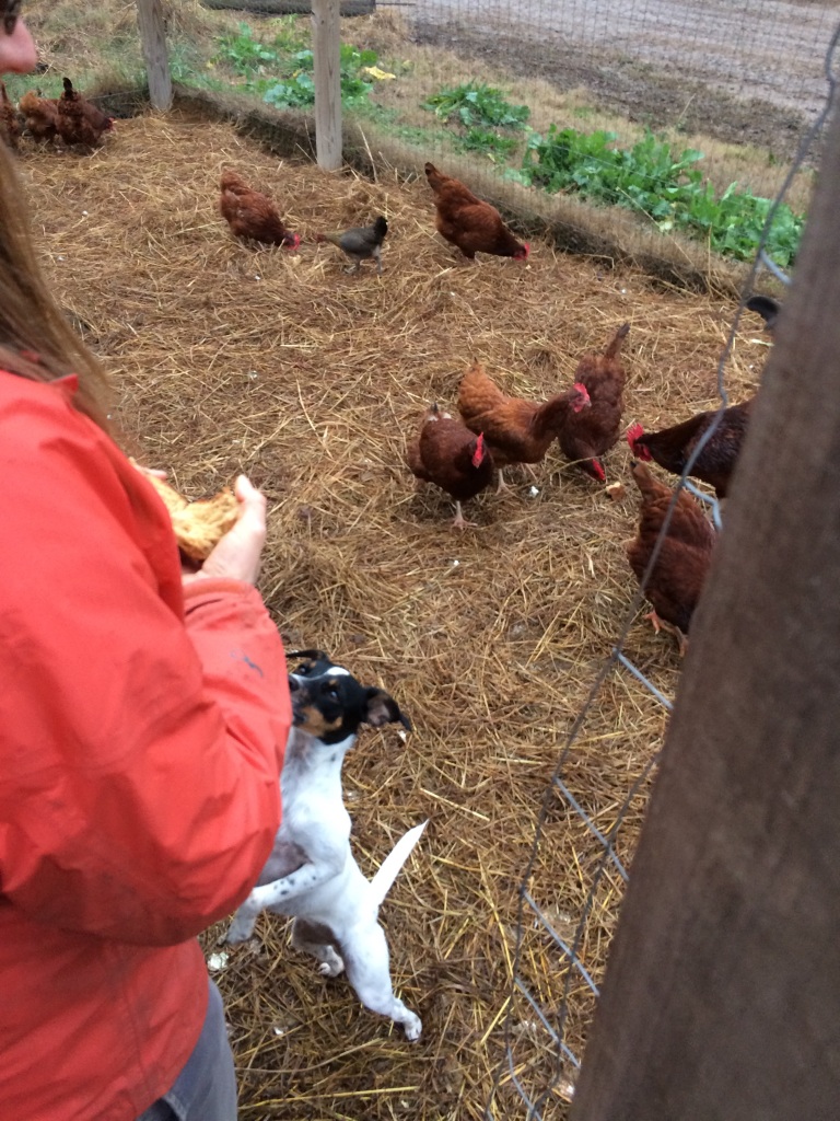 Widget does not think the chickens deserve all of the bread.