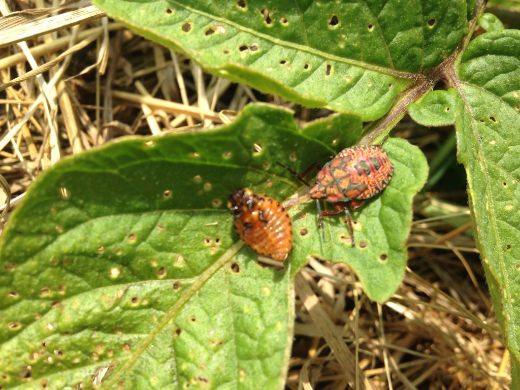 love the predator bugs that help control the potato beetle larvae!