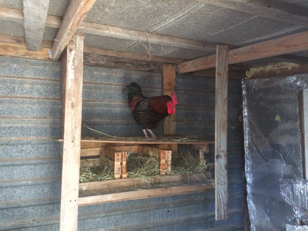 a rooster checking out the new roost / laying boxes we built 