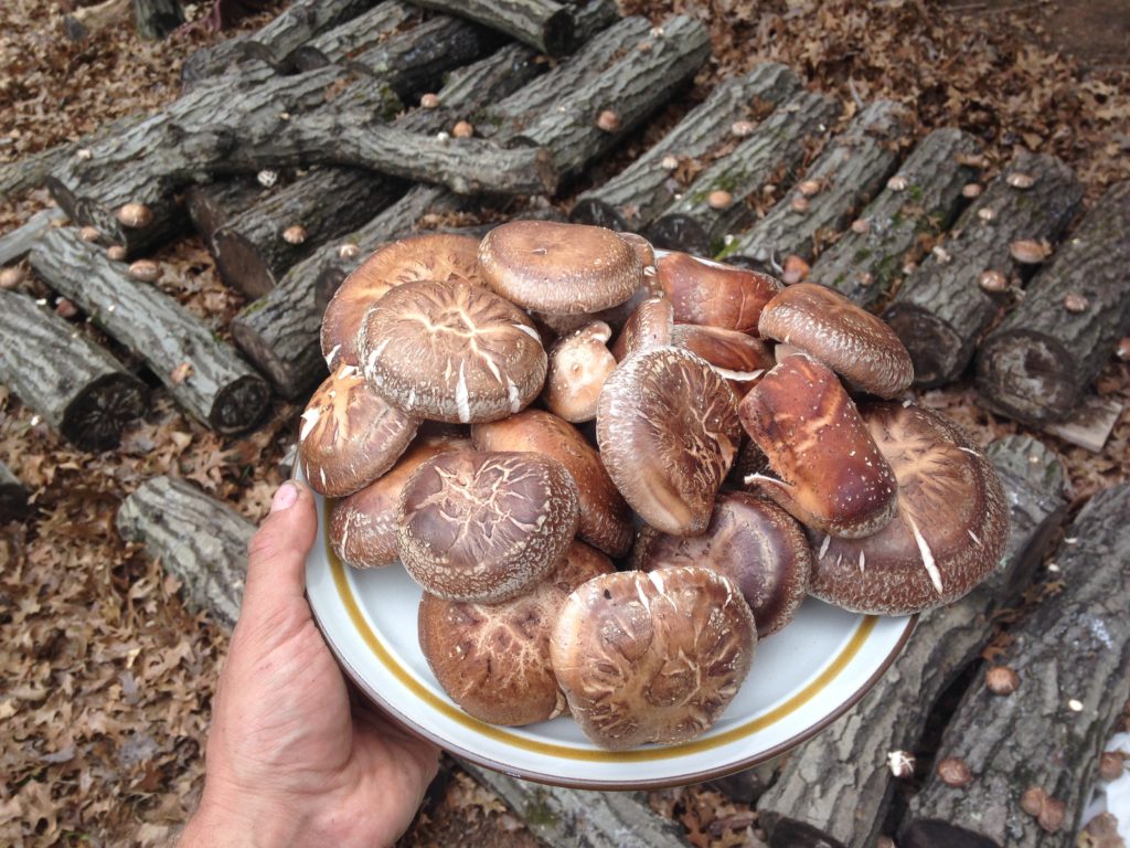 Holy shiitake! The logs we plugged two years ago are putting out tons of delicious mushrooms