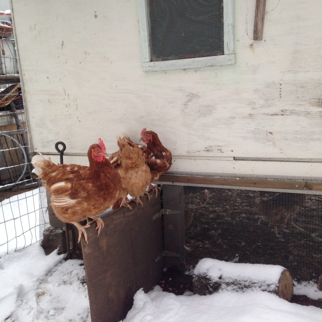 some of the new chickens had never been outside before coming here. they thought that the snow was lava and went to ridiculous lengths to avoid touching it