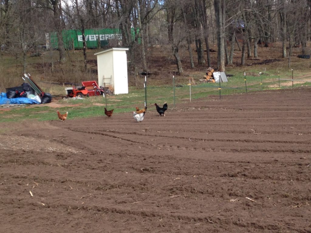 hens checking out the fresh;y-tilled soil. Hope they devoured some cutworms