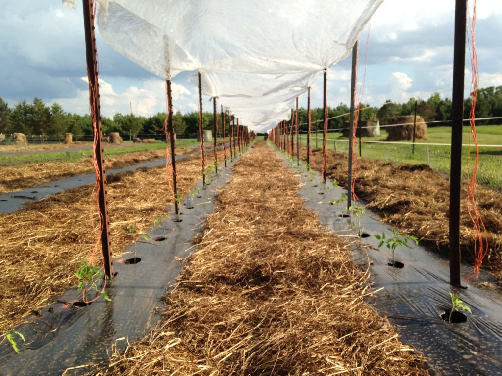 cloudy weather kept us from properly hardening-off the tomato plants to the sun - so of course as soon as we transplanted them out, the weather left the forecasted script and went full blazing sunshine ... we spared the tomatoes from the strongest rays with suspended row cover fabric