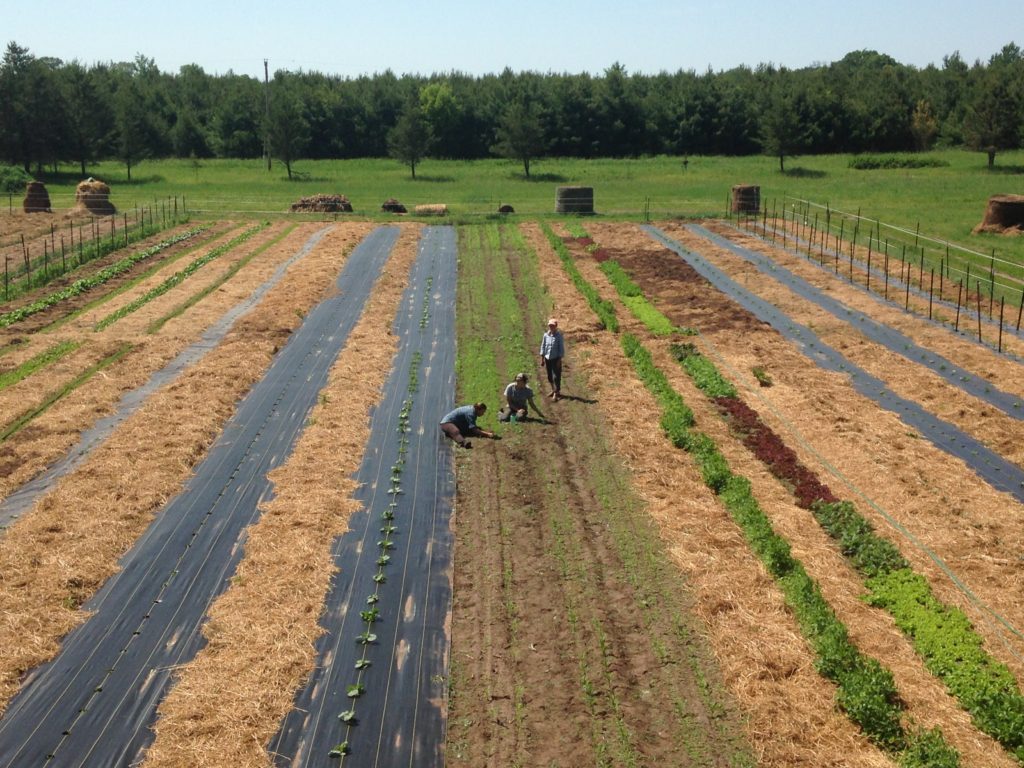 weeding the corn rows