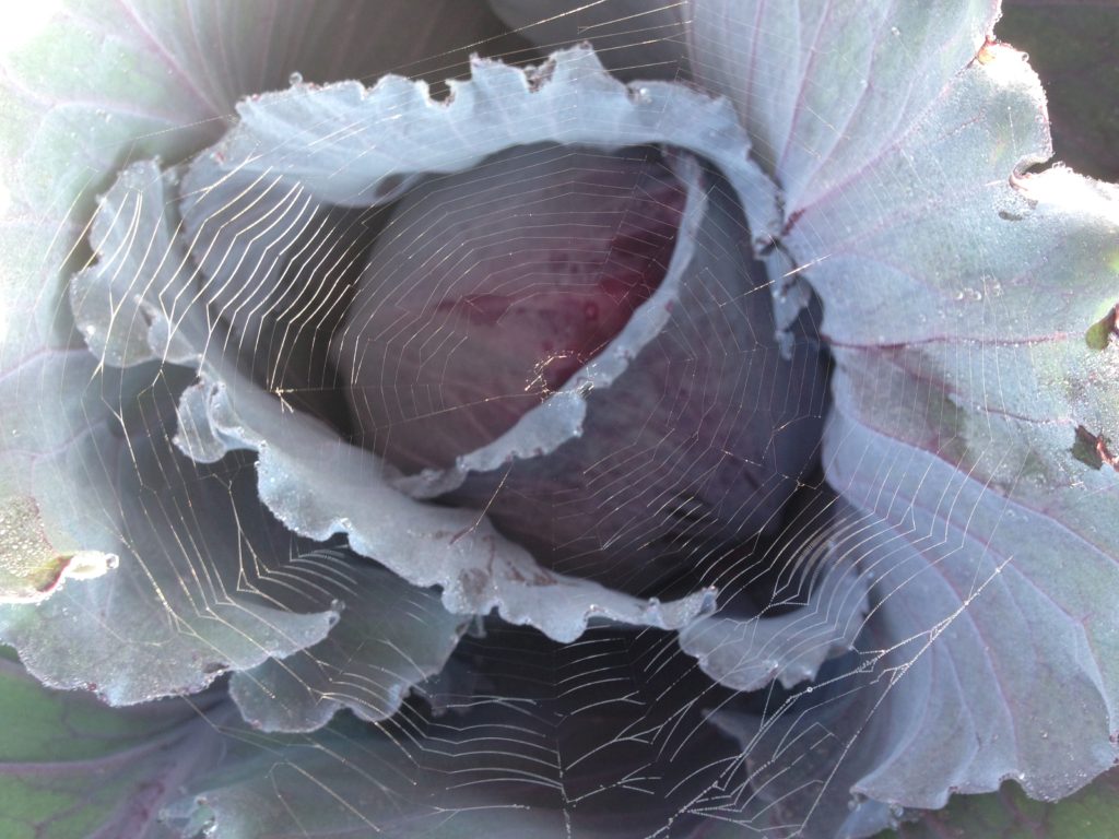 we use spiders to defend our cabbage from bugs