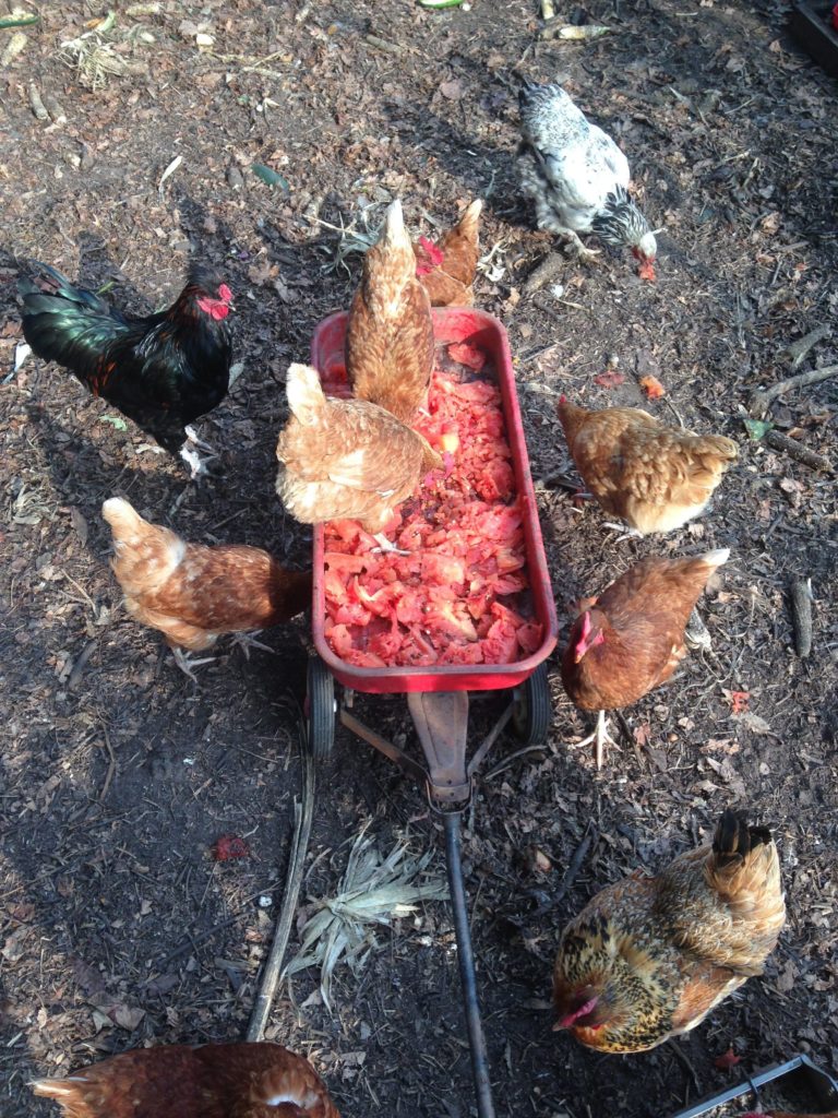 chickens feast on the remains of juiced watermelons