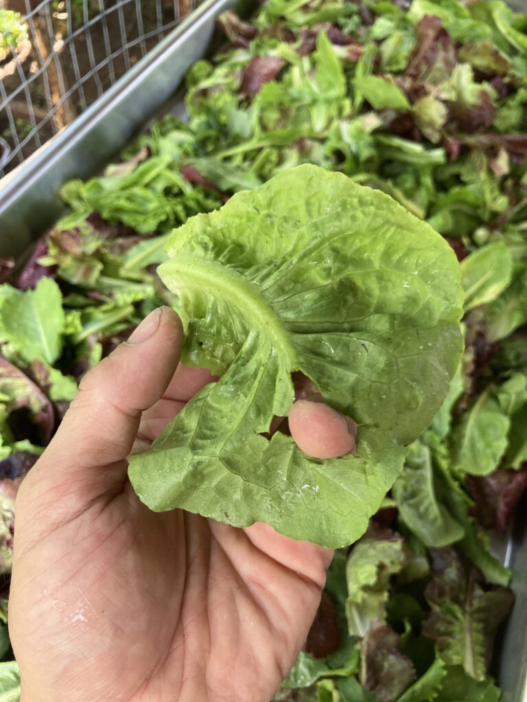hail hole through lettuce leaf